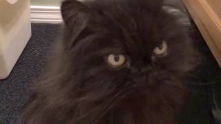 Valentine the black Persian Cat with New Litter Mat