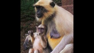Indian Funny Mankey Playing