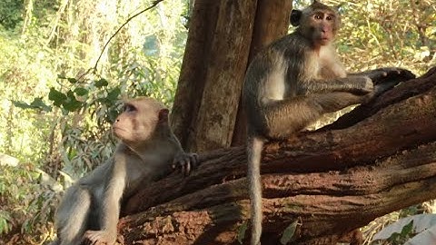 First Line Of Monkey Amber, Obey Monkey And Jr Monkey And Joey Monkey  Stand on street
