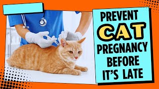 How to Prevent Your Cat From Getting Pregnant