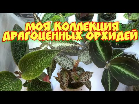 Video: Dragocene Orhideje - Skrito Zlato