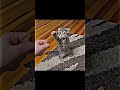 Sigma Cat vs Troll Face — Skull Mode Activated 💀 | Viral Meme Edit