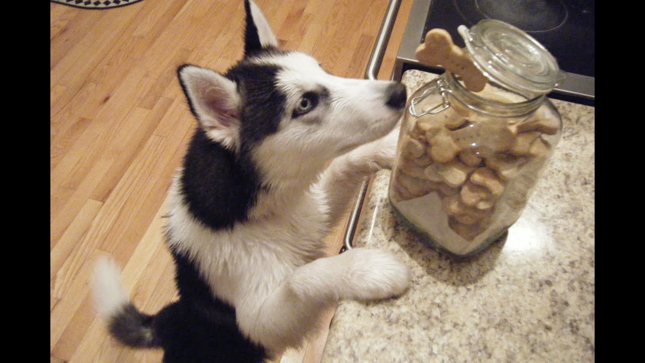 whisker dog biscuits