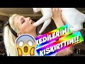 KEDİLERİMİ KIŞKIRTTIM EĞLENCELİ KOMİK VİDEO