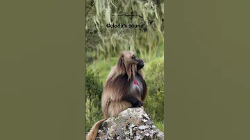 Gelada S Sound Soundofnature Shortvideo Animals Wildlife Sound Gelada Mamals 