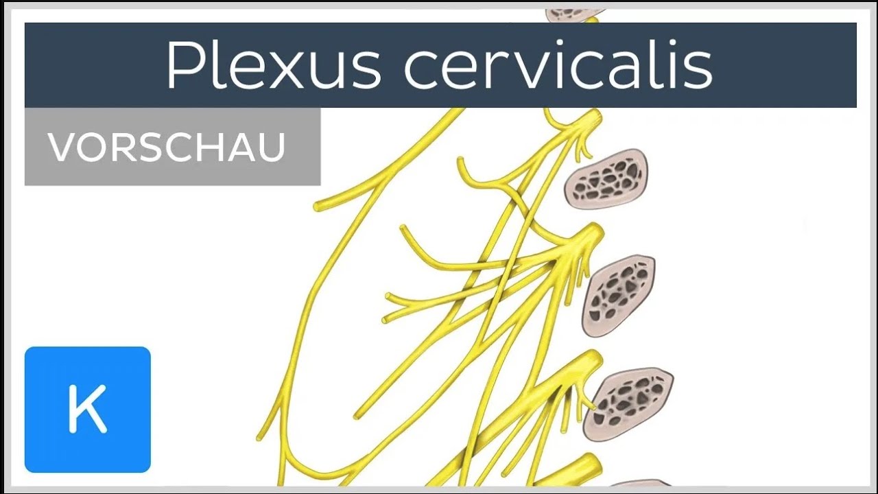 What is a Plexus? | Corporis