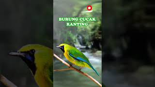 Download Lagu SUARA BURUNG CUCAK RANTING MP3
