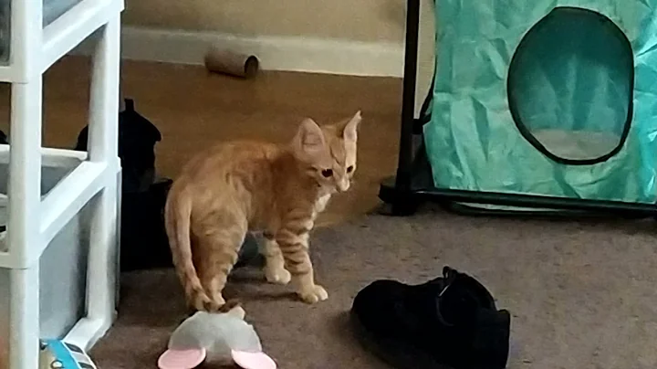 Tigger VS Shoe and Mouse