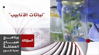"نباتات الأنابيب" .. تقنية زراعية تساعد في حل مشكلة العقم عند النباتات وأخرى مهددة بالانقراض screenshot 2