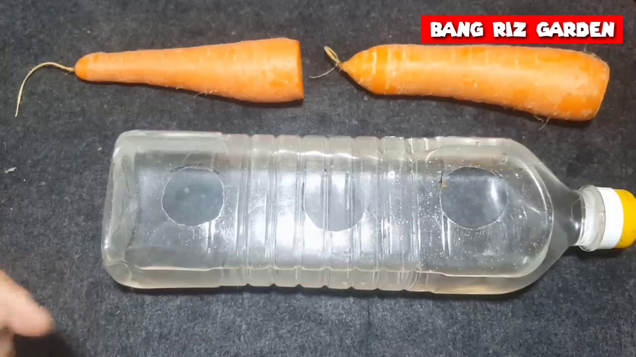 Cara Menumbuhkan/Menanam Wortel menggunakan Botol/Gelas Bekas | Bertani