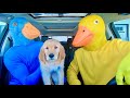 Blue Rubber Ducky Surprises Puppy &amp; Ducky With Car Ride Chase!