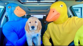 Blue Rubber Ducky Surprises Puppy & Ducky With Car Ride Chase!