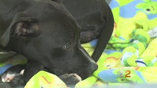 For Pets, Fireworks Can Be Stressful