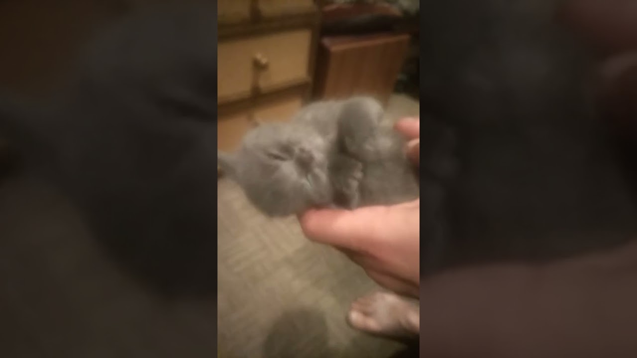 Маленький котенок Том (Little Kitten Tom) 