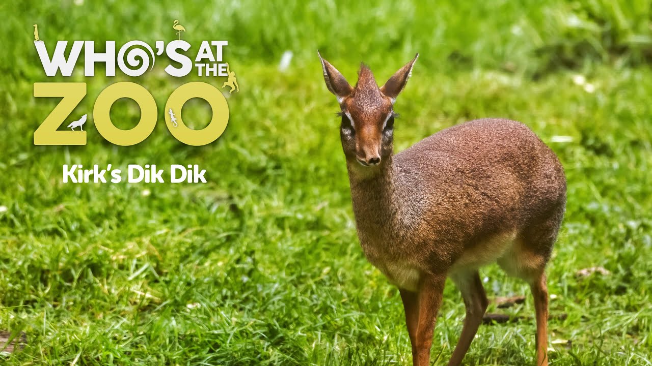 Kirk's dik-dik | Who's at the Zoo #12 | Drayton Manor Resort - YouTube
