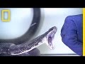 Understanding Snake Mating Challenges