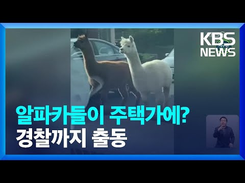 [글로벌K] 주택가 달리는 알파카…경찰까지 출동 / KBS  2022.01.13.