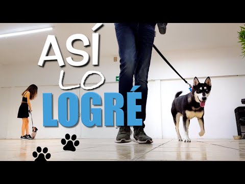 Video: ¿Por qué más lugares de trabajo deben ser amigables con los perros?