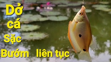Câu cá Sặc đồng/ Dòng cá này một khi chiệu ăn là dở liên tục.