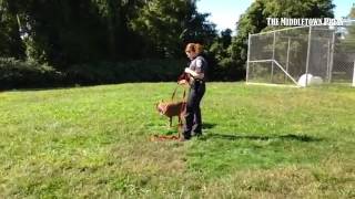 Rusty is a 1-2 male who is suited for a home with older kids only. Available through Middletown Anim
