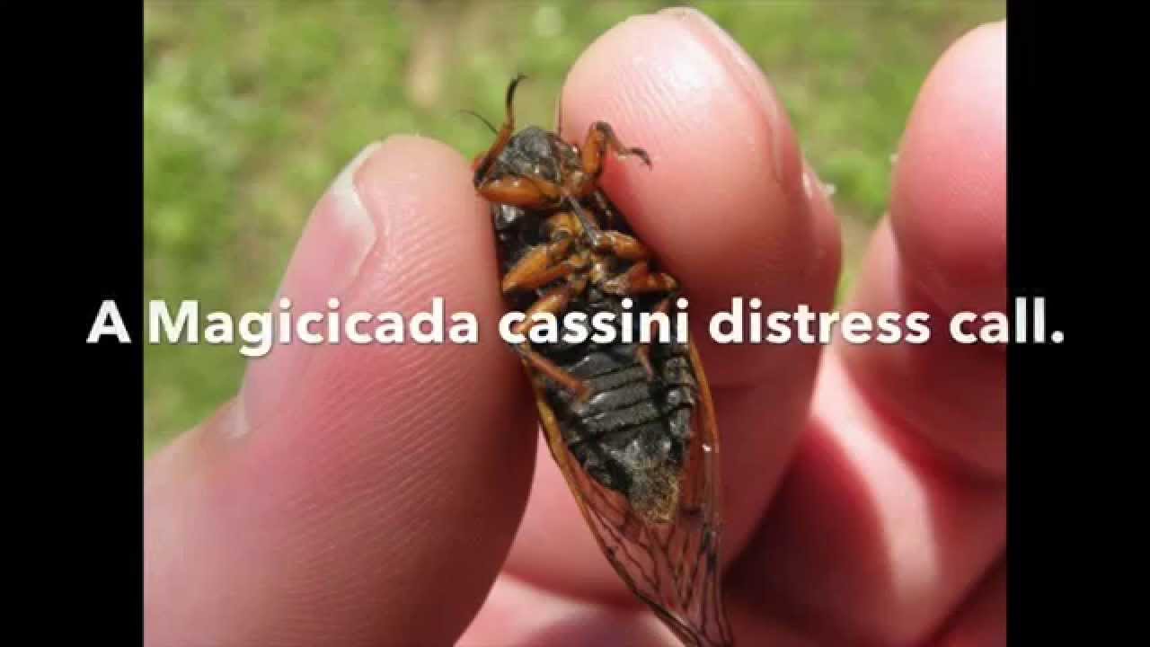 Magicicada cassini in distress   Audio Only