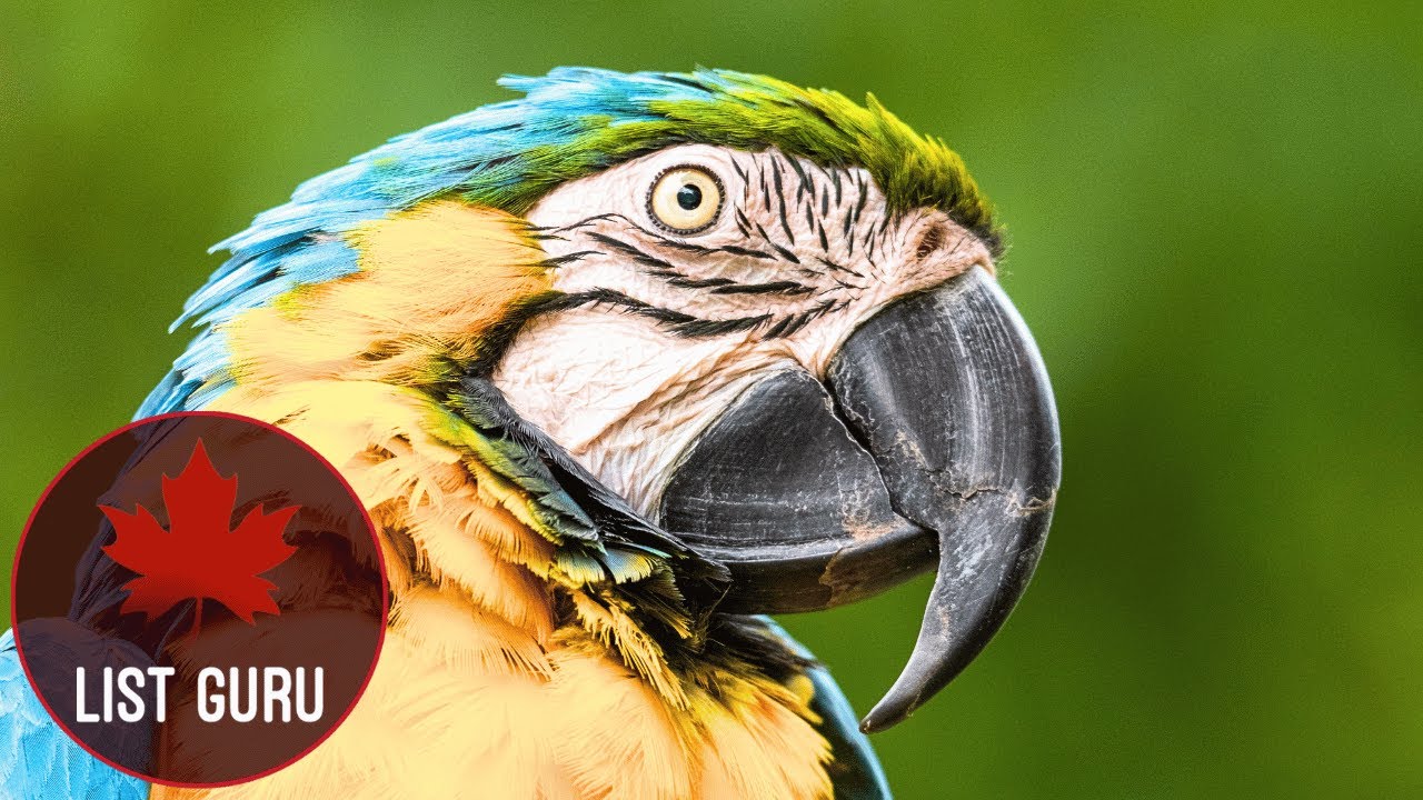 10 of the Most common Wild Animals in South America! YouTube