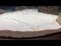 宍道湖自然館 ゴビウス だんだん祭りに行きました の動画、YouTube動画。