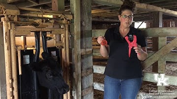 How to put an ear tag in cattle