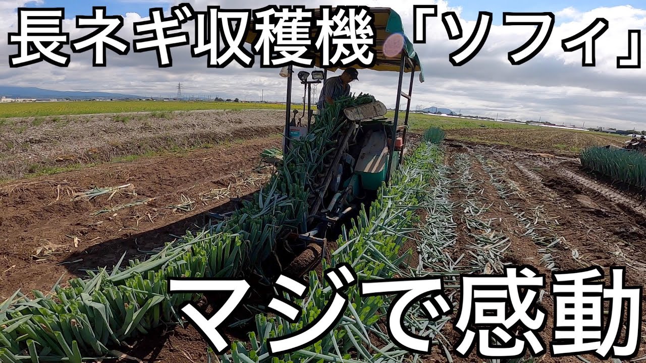 長ねぎ収穫作業。ソフィを導入して良かった点について。悪い点は無し。