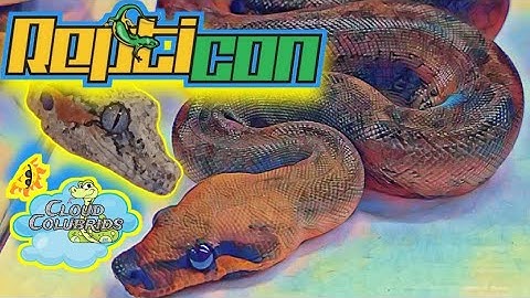 Repticon Tampa 2022 (Full Walkthrough) Reptileshow