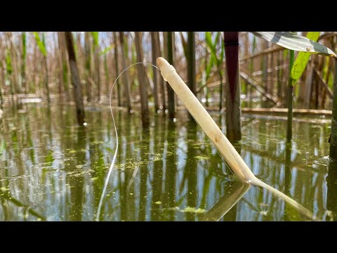 Сазаны и Караси ЛАПТИ ШЕВЕЛЯТ КАМЫШ!