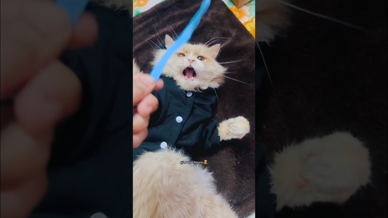 #cat #cats #pets #pet #kitten #kitty #catvideos #catshorts #cutecat #funny #comedy #funnycats #cute #cat #cats #pets #pet #kitten #kitty #catvideos #catshorts #cutecat #funny #comedy #funnycats #cute
