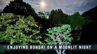 Disfrutando de los bonsáis en una noche de luna