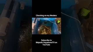 #aquarium #fishtank #touristattraction #medaka