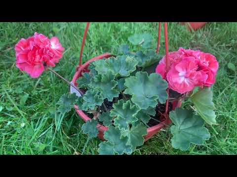 Зонартики и зонартиковые гибриды.(делимся наблюдениями)🌺