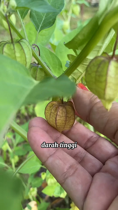Khasiat Buah Letup #berkebun #youtubeshorts