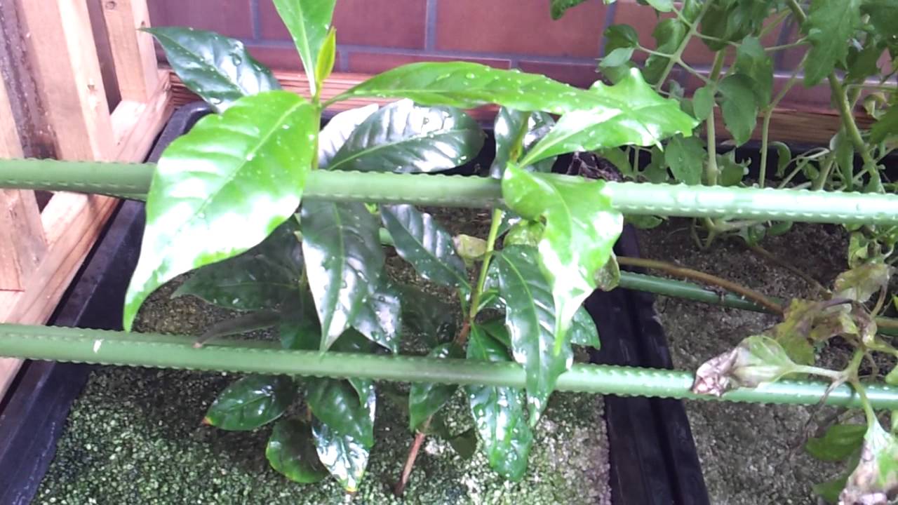 コーヒー の 木 水栽培