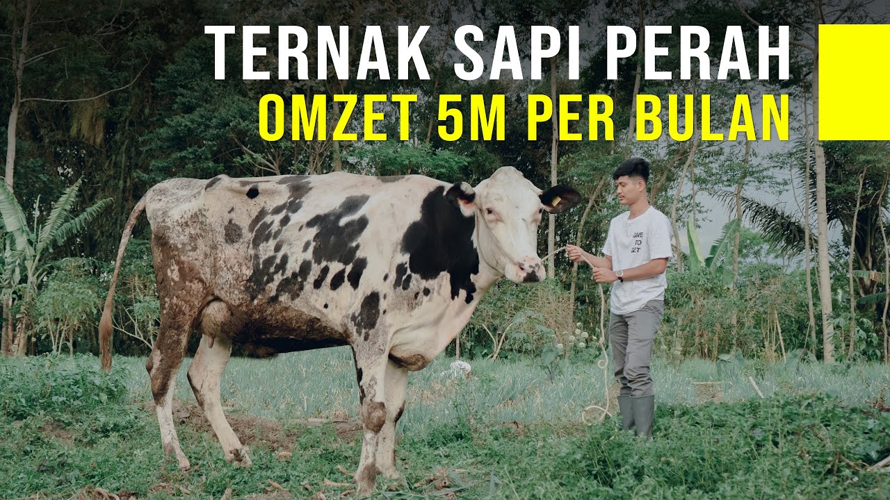 Bantu Orang Tua Terlilit Utang, Peternak Muda Jadi Miliarder Susu Sapi Perah