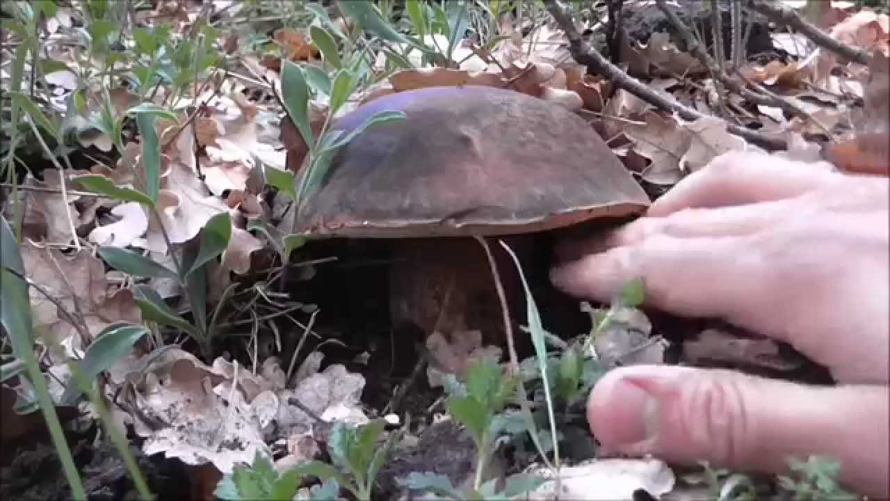 Primi Porcini dell'Etna... Sicilia 29/05/15 YouTube