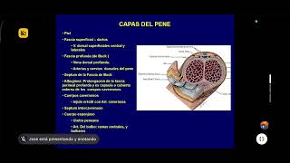 REPASO Unidad 4 y 5 Anato Práctica ANATOMÍA 2 URP 18-06-26