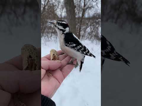 Woodpecker Cracks Nut In My Hand #woodpecker #handfeeding #birdfeeding #birds #feedingbirds