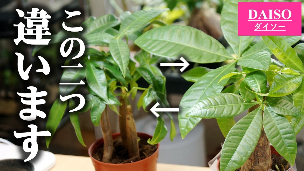 【徹底解説】初心者も安心！100均パキラを元気に育てる10の秘訣【選び方・植え替え・育て方など】