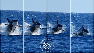 What Makes Bremer Bay Orca Breach?