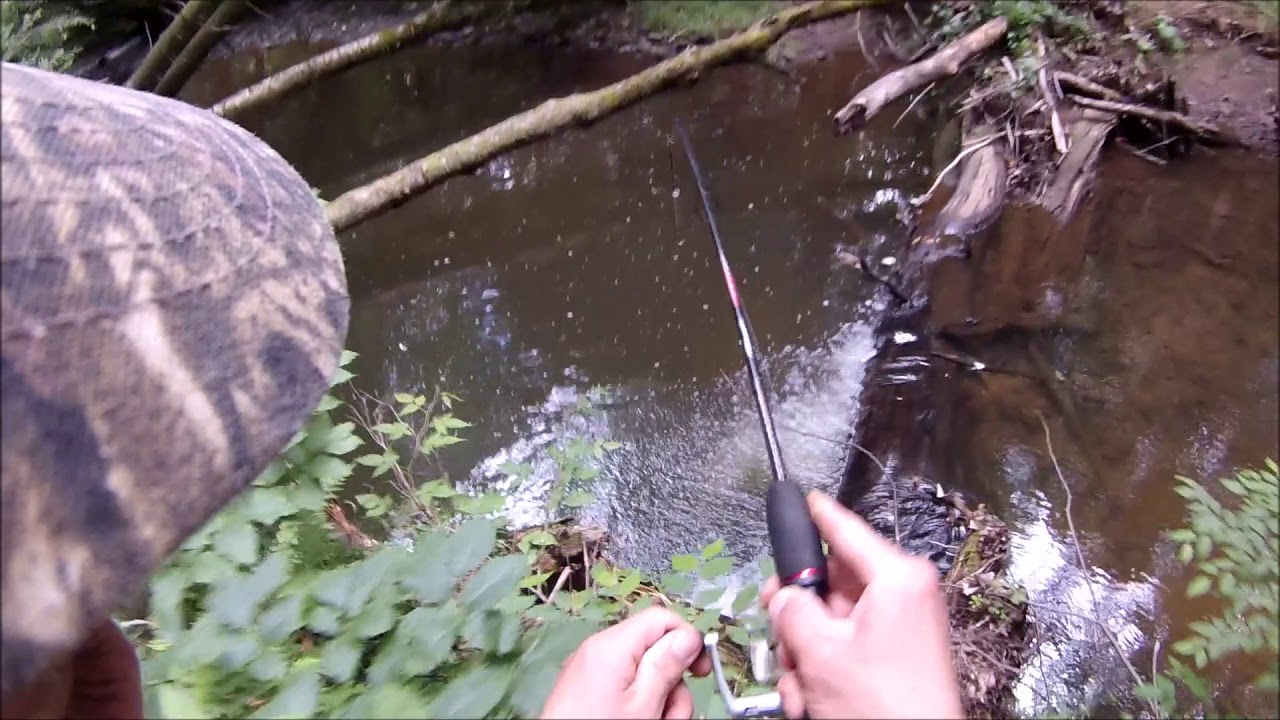 Wild Trout Fishing in the Allegheny National Forest 2017