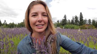 Pacific Northwest Vlog: U-Pick LAVENDER & Winery + Mt. Rainier Carbon River RAINFOREST