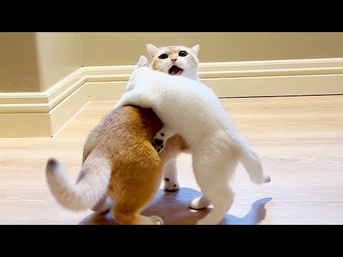 Cream's Surprise Attacks On Mom Coffee Will Leave Her Shocked Every Time!