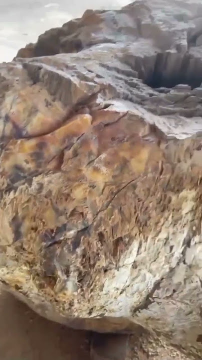 Who wants to buy petrified wood stone contact to buy #0905296154 #shorts