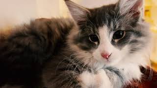 Sirius The Norwegian Cat - First Days Murder Train