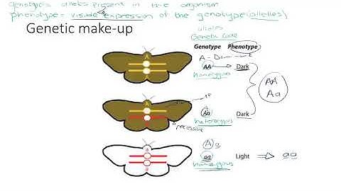 Life Science Grade 12 - Genetics And Inheritance  Part 2
