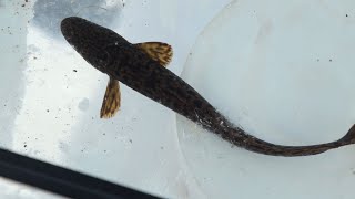 Kritters With Kayla - Cusk